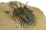 Spiny Trident Walliserops Trilobite - Foum Zguid, Morocco #344457-5